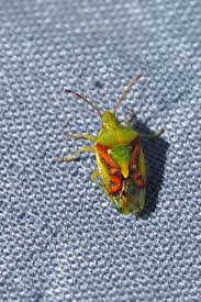 Attēlu rezultāti vaicājumam “Elasmostethus interstinctus imago”