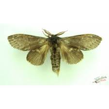 Attēlu rezultāti vaicājumam “Stauropus fagi”