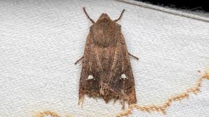 Attēlu rezultāti vaicājumam “Eupsilia transversa”