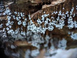 Attēlu rezultāti vaicājumam “Badhamia utricularis stalked”
