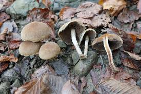 Attēlu rezultāti vaicājumam “Psathyrella lacrymabunda”