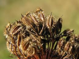 Image result for Daucus carota