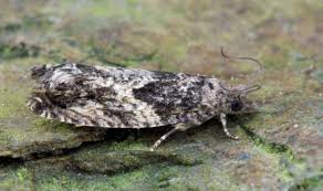 Attēlu rezultāti vaicājumam “Epinotia trigonella”