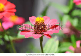 Image result for Zinnia violacea