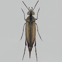 Attēlu rezultāti vaicājumam “Mordella sp.”