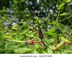Attēlu rezultāti vaicājumam “Geranium robertianum fruit”