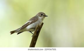 Attēlu rezultāti vaicājumam “Ficedula hypoleuca female”