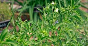 Image result for Stevia rebaudiana