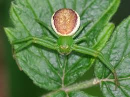 Attēlu rezultāti vaicājumam “Diaea dorsata”