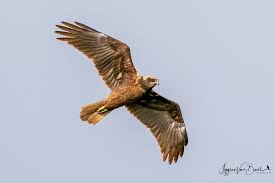 Attēlu rezultāti vaicājumam “Circus aeruginosus”