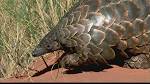 insectivores -