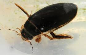 Attēlu rezultāti vaicājumam “Dytiscidae”