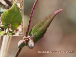 Attēlu rezultāti vaicājumam “Fallopia convolvulus leaf”