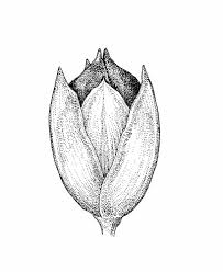 Attēlu rezultāti vaicājumam “Juncus alpinoarticulatus fruit”