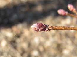 Attēlu rezultāti vaicājumam “Acer platanoides bud”