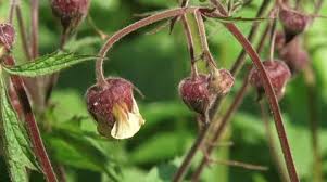 Attēlu rezultāti vaicājumam “Geum rivale fruit”