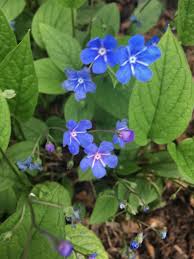 Image result for Omphalodes verna