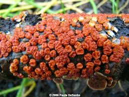 Attēlu rezultāti vaicājumam “Peniophora rufa”