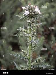 Attēlu rezultāti vaicājumam “Cirsium palustre flower”