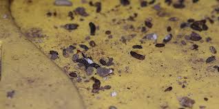 Image result for insect poop