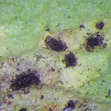 Attēlu rezultāti vaicājumam “Pucciniales”