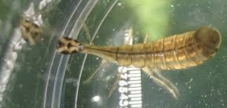 Attēlu rezultāti vaicājumam “Acilius sulcatus female”