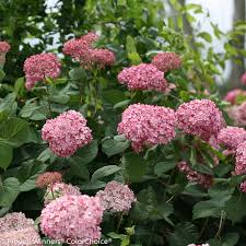 Attēlu rezultāti vaicājumam “Hydrangea arborescens subsp. discolor”