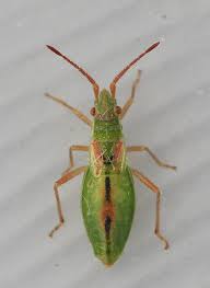 Attēlu rezultāti vaicājumam “Myrmus miriformis”