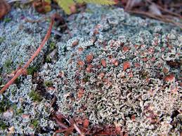 Attēlu rezultāti vaicājumam “Cladonia caespiticia”