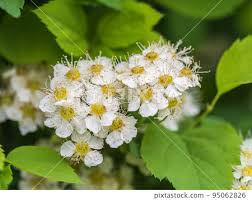 Attēlu rezultāti vaicājumam “Spiraea chamaedryfolia”
