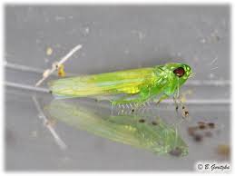 Attēlu rezultāti vaicājumam “Empoasca sp.”