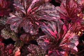 Image result for Heuchera `Midnight Rose`
