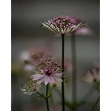 Attēlu rezultāti vaicājumam “Astrantia major”