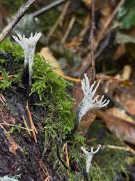 Attēlu rezultāti vaicājumam “Xylaria hypoxylon”