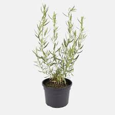 Image result for Artemisia dracunculus