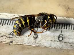 Attēlu rezultāti vaicājumam “Dolichovespula media”