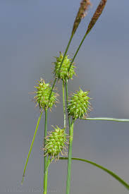 Attēlu rezultāti vaicājumam “Carex lepidocarpa”