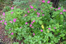 Image result for Impatiens walleriana
