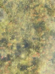 Attēlu rezultāti vaicājumam “Najas minor”