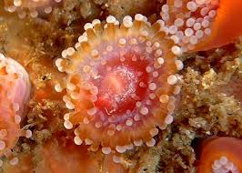 ผลการค้นหารูปภาพสำหรับ strawberry anemone
