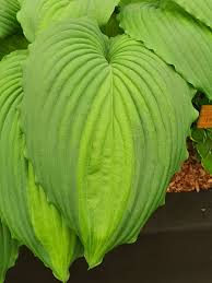 Image result for Hosta Warpaint