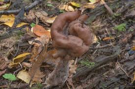 Attēlu rezultāti vaicājumam “Gyromitra infula”