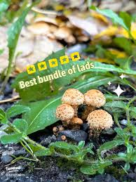 Attēlu rezultāti vaicājumam “Physarum viride”