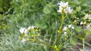 Attēlu rezultāti vaicājumam “Galium rivale”