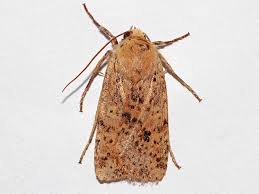 Attēlu rezultāti vaicājumam “Conistra rubiginea”