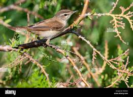 Image result for Acrocephalus agricola