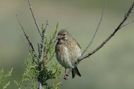 Attēlu rezultāti vaicājumam “Carduelis cannabina”