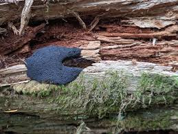 Attēlu rezultāti vaicājumam “Lindbladia tubulina spores”