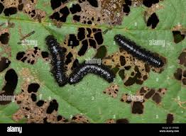 Attēlu rezultāti vaicājumam “Agelastica alni larva”