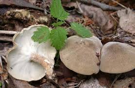 Attēlu rezultāti vaicājumam “Polyporus ciliatus”